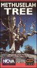Nova: Methuselah Tree [Vhs] [Vhs Tape] (2002) Nova