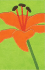 Thinline Bloom Collection Bible-NIV-Tiger Lily