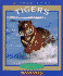 Tigers