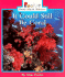 Could Still be Coral (Rookie Science), I