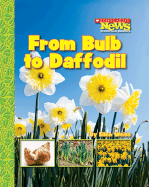 daffodil labeled