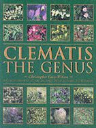 Clematis