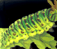 Portable Pets: Caterpillar