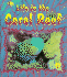 Life in the Coral Reef
