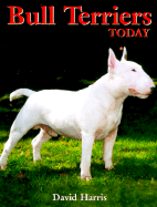 Bull terriers today