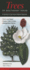 Trees of Southeast Texas: a Guide to Common Native Species (Quick Reference Guides)