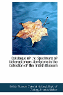 Catalogue of the Specimens of Heteropterous-Hemiptera in the Collection of the British Museum
