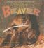 The Life Cycle of a Beaver