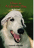 Once in a Lifetime Dog: My Borisangel