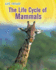 The Life Cycle of Mammals