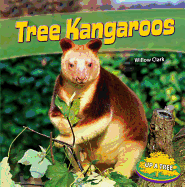 Tree Kangaroos