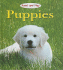 Puppies