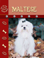 Maltese