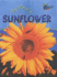 Raintree Perspectives: Life Cycles - the Life of a Sunflower
