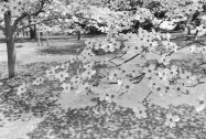 Lee Friedlander: Cherry Blossom Time in Japan