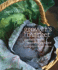 Growers Market: Cooking with Seasonal Produce