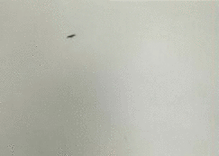 Felix Gonzalez-Torres: America
