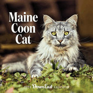 2024 Maine Coon Cat Wall Calendar (Calendar)