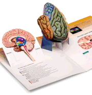3D Brain for Psychology