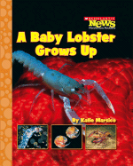 A Baby Lobster Grows Up - Marsico, Katie