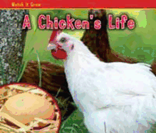 A Chicken's Life