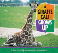 A Giraffe Calf Grows Up - Hewett, Joan