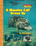 A Manatee Calf Grows Up