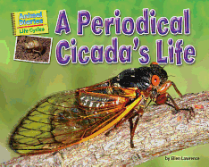 A Periodical Cicada's Life