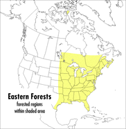 A Peterson Field Guide to Eastern Forests: North America