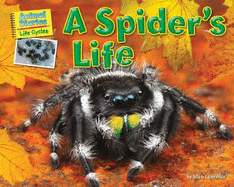 A Spider's Life