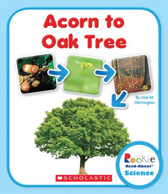 Acorn to Oak Tree - Herrington, Lisa M