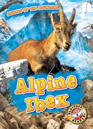 Alpine Ibex