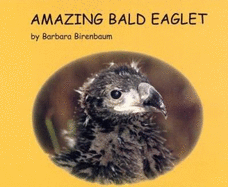 Amazing Bald Eaglet