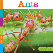 Ants