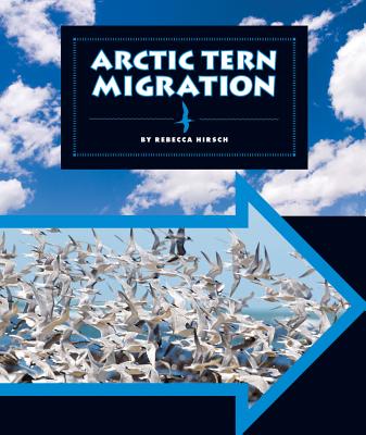 Arctic Tern Migration - Hirsch, Rebecca