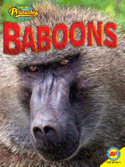 Baboons