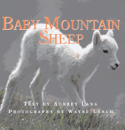 Baby Mountain Sheep
