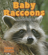 Baby Raccoons