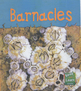 Barnacles