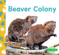 Beaver Colony