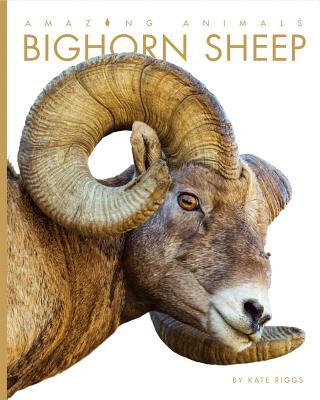 Bighorn Sheep - Riggs, Kate