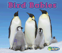 Bird Babies