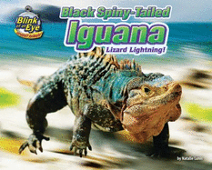 Black Spiny-Tailed Iguana: Lizard Lightning!