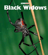 Black Widows