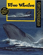 Blue Whales