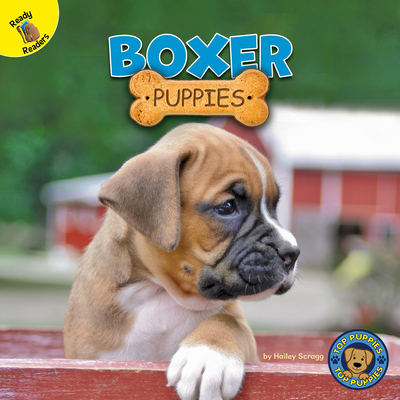 Boxer Puppies - Scragg, Hailey