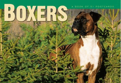 Boxers Postcard Book