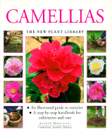 Camellias - Mikclaiski, Andrew, and Mikolajski, Andrew