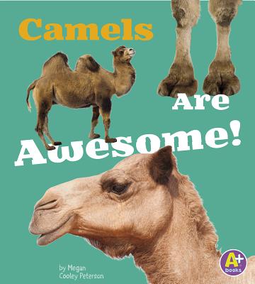 Camels Are Awesome! - Morey, Allan