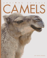 Camels